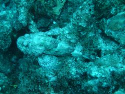 Scorpionfish in hiding. Taken in Curacao. by Kelly N. Saunders 